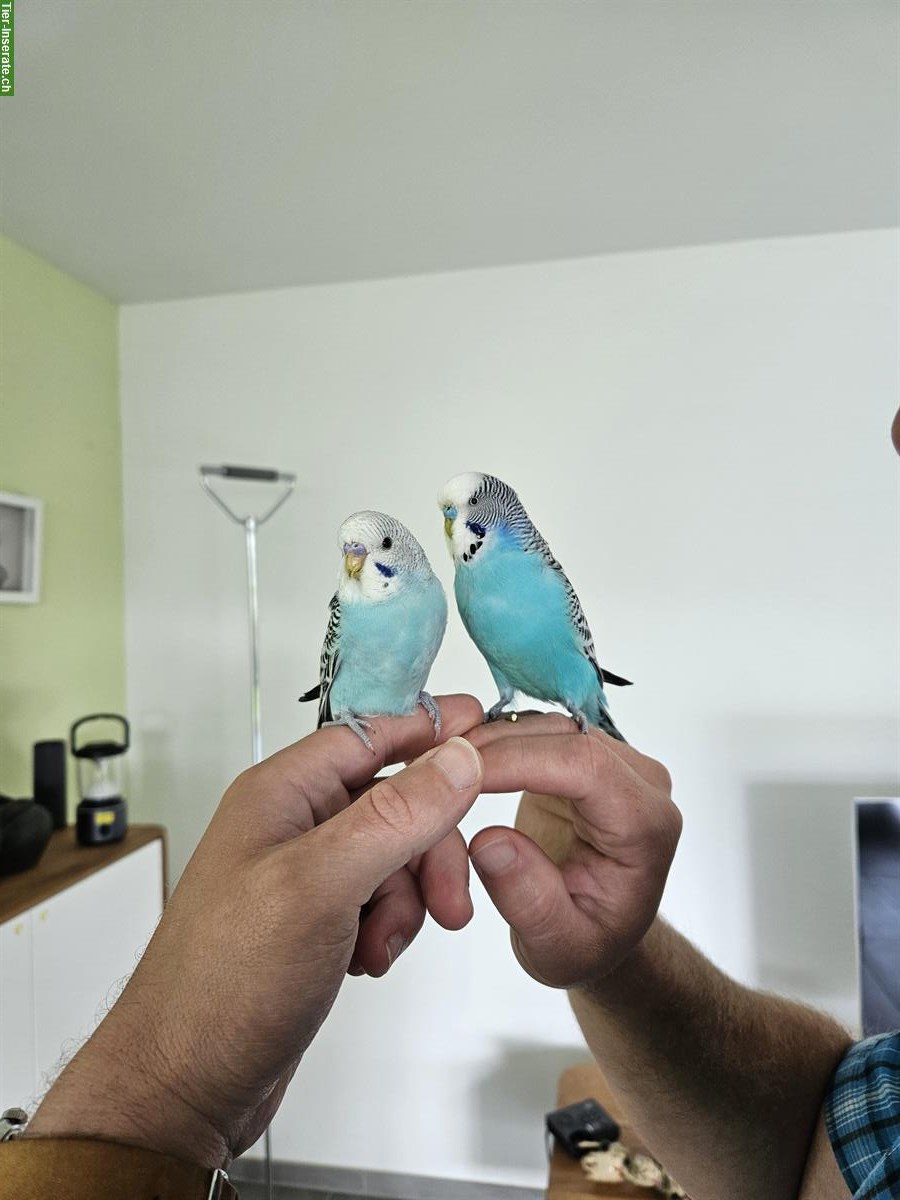 Bild 2: 6 Wellensittiche (blau, grün, grün-blau) mit Käfig und Zubehör