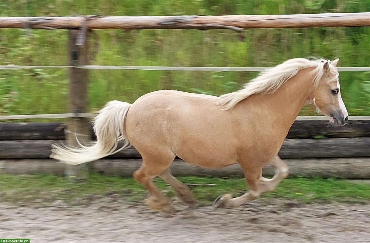 Welsh Pony Wallach sucht Lebensplatz