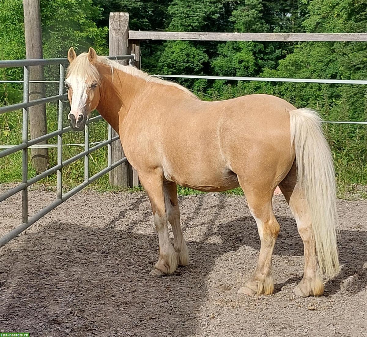 Bild 2: Welsh Pony Wallach sucht Lebensplatz