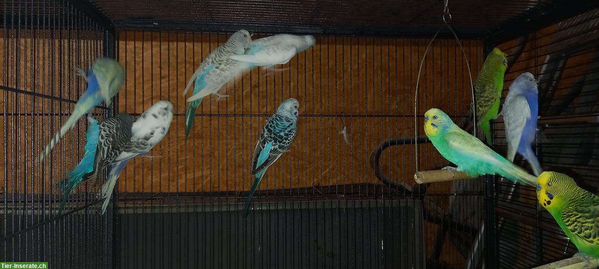 20 Wellensittiche zu verkaufen