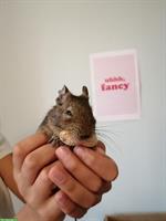 Degu Weibchen, ca. 4-jährig, auch mit Terrarium abzugeben