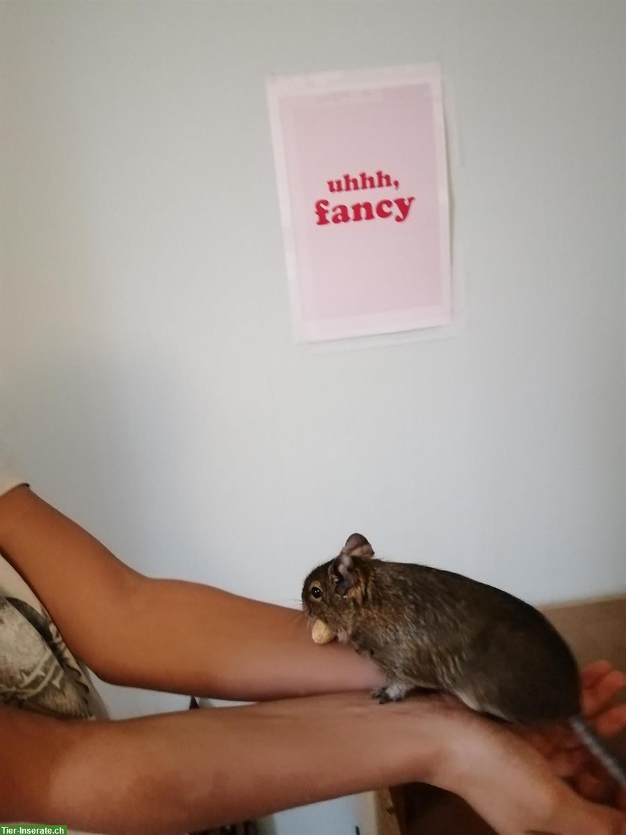 Bild 2: Degu Weibchen, ca. 4-jährig, auch mit Terrarium abzugeben