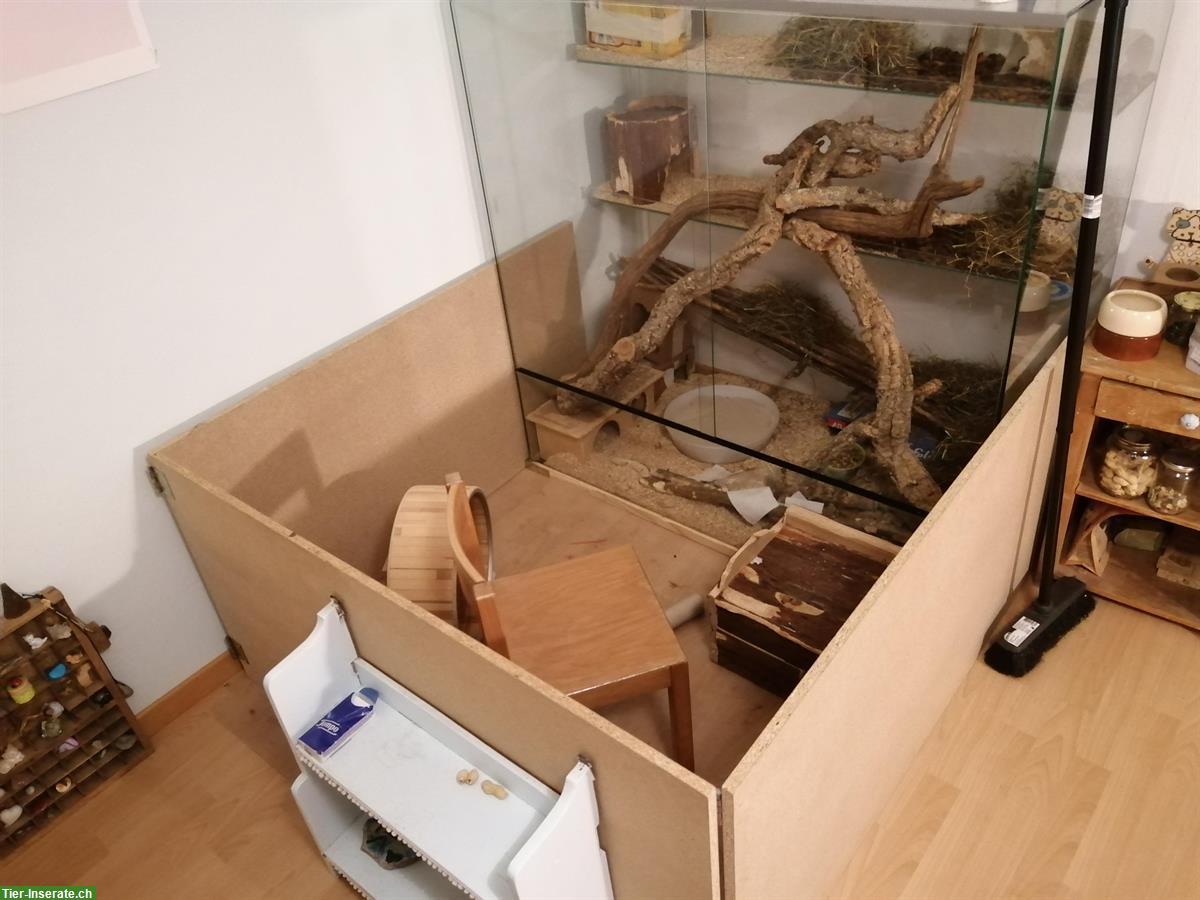 Bild 3: Degu Weibchen, ca. 4-jährig, auch mit Terrarium abzugeben