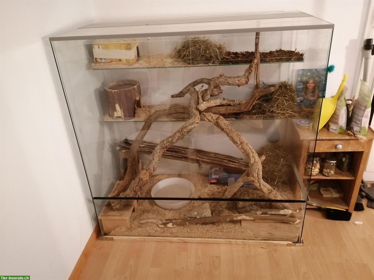 Bild 4: Degu Weibchen, ca. 4-jährig, auch mit Terrarium abzugeben