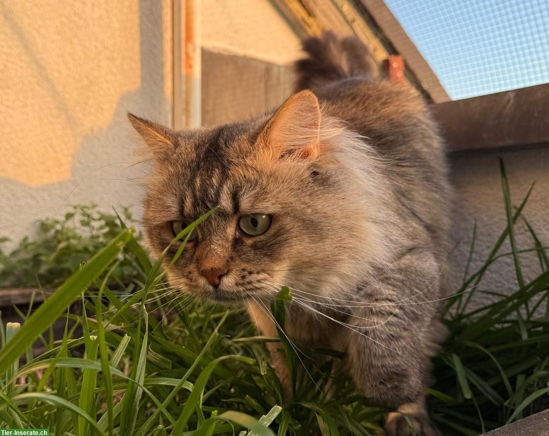 Bild 2: Sibirischer Kater kastriert, ca. 4.5-jährig