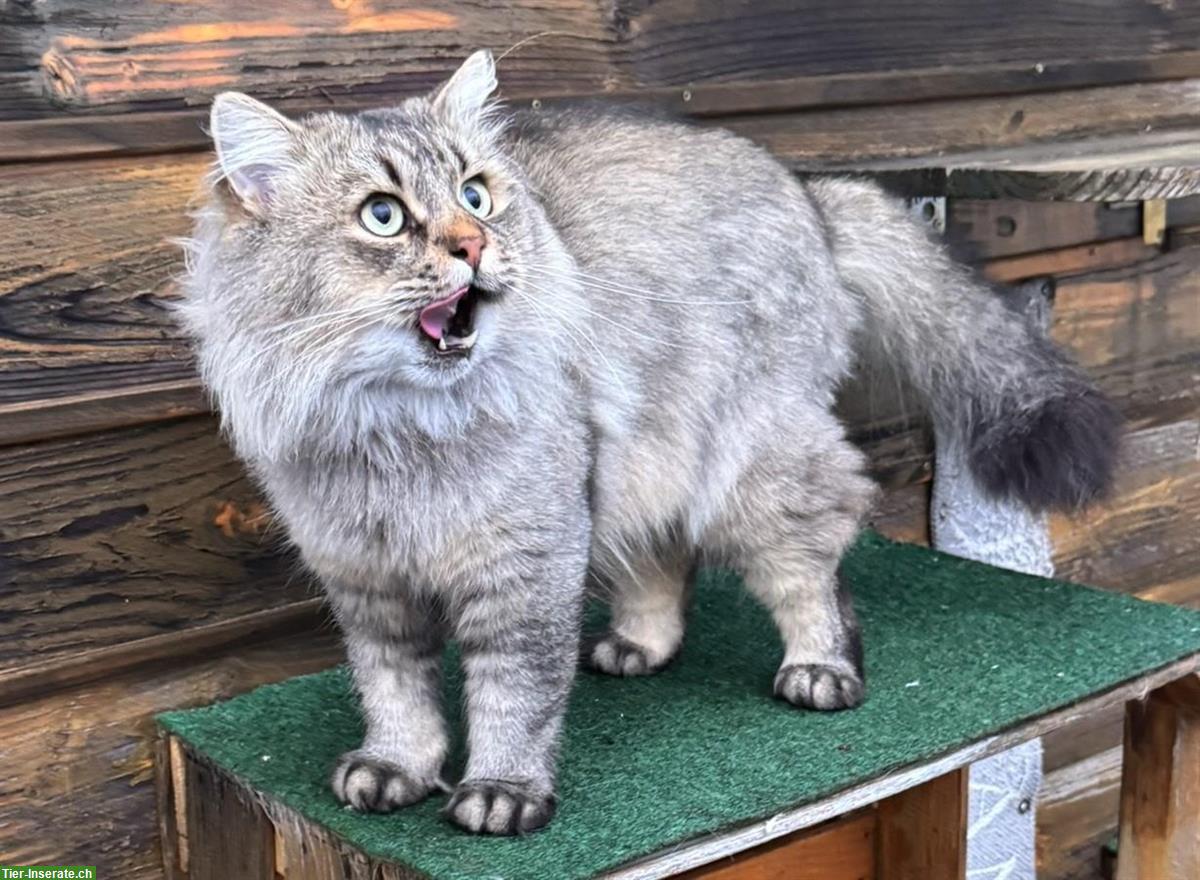 Bild 3: Sibirischer Kater kastriert, ca. 4.5-jährig