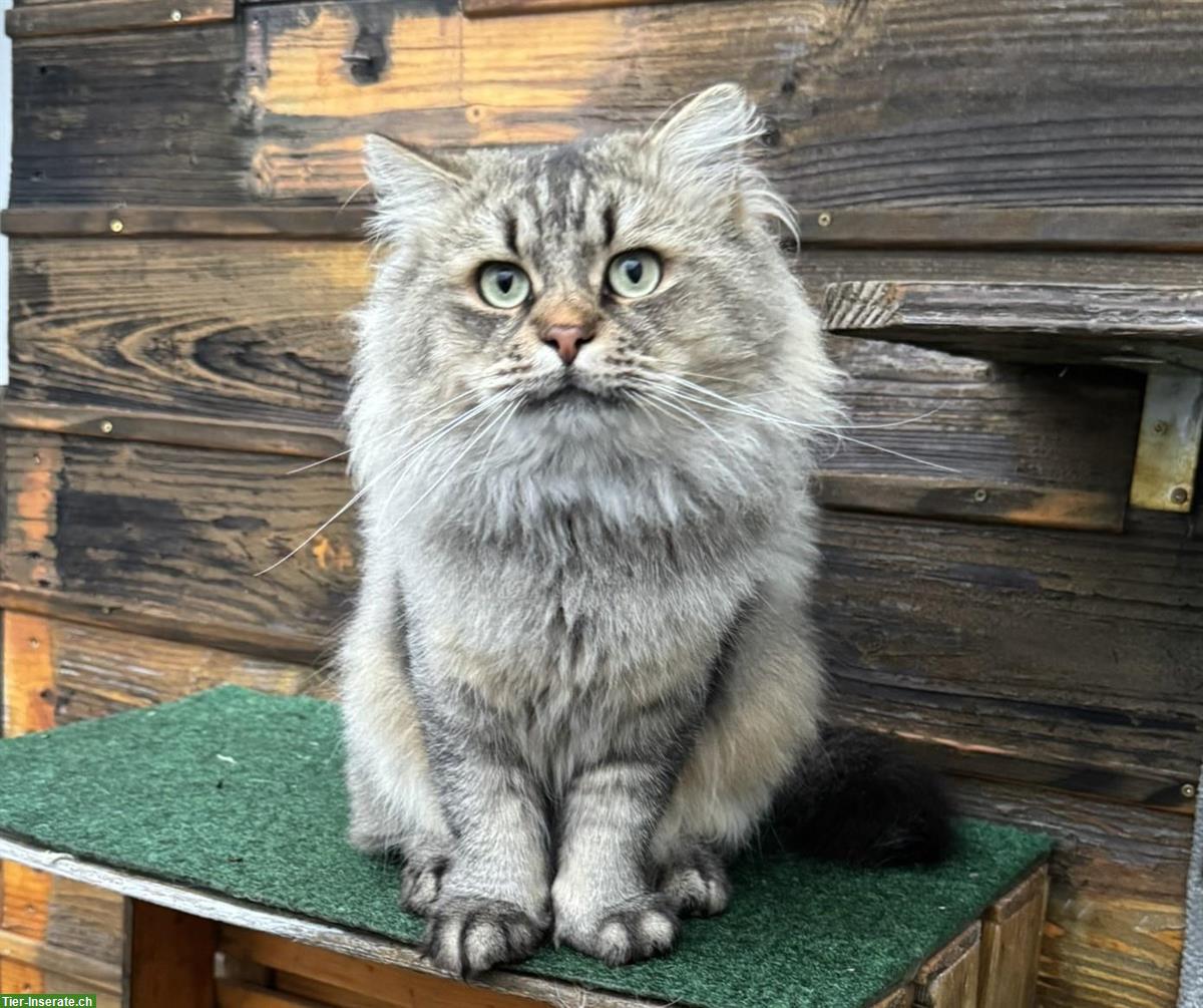 Bild 4: Sibirischer Kater kastriert, ca. 4.5-jährig