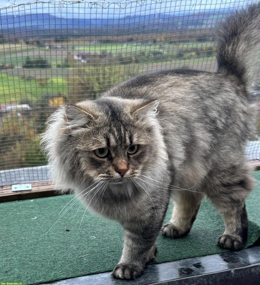 Bild 5: Sibirischer Kater kastriert, ca. 4.5-jährig