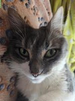 Kätzin Zola sucht ein Zuhause als Einzelprinzessin