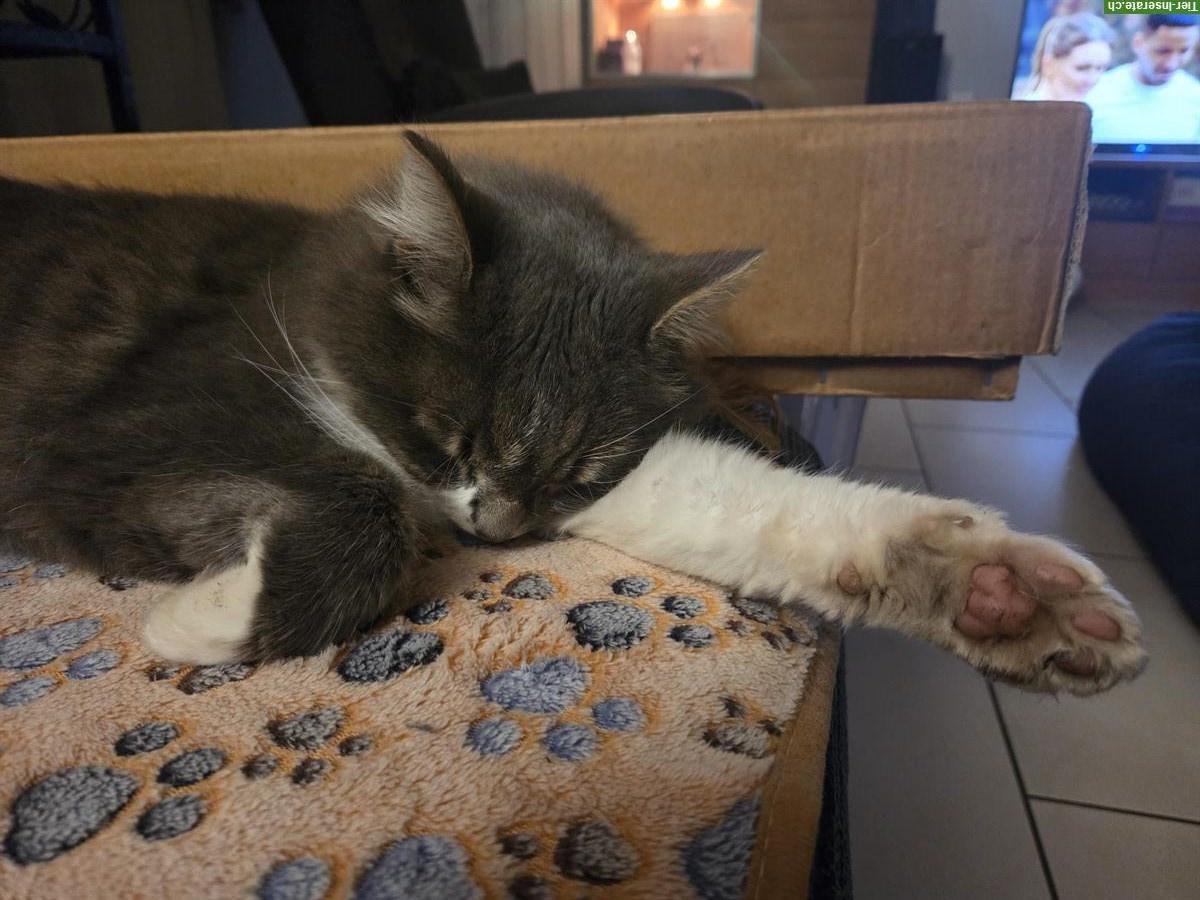 Bild 2: Kätzin Zola sucht ein Zuhause als Einzelprinzessin