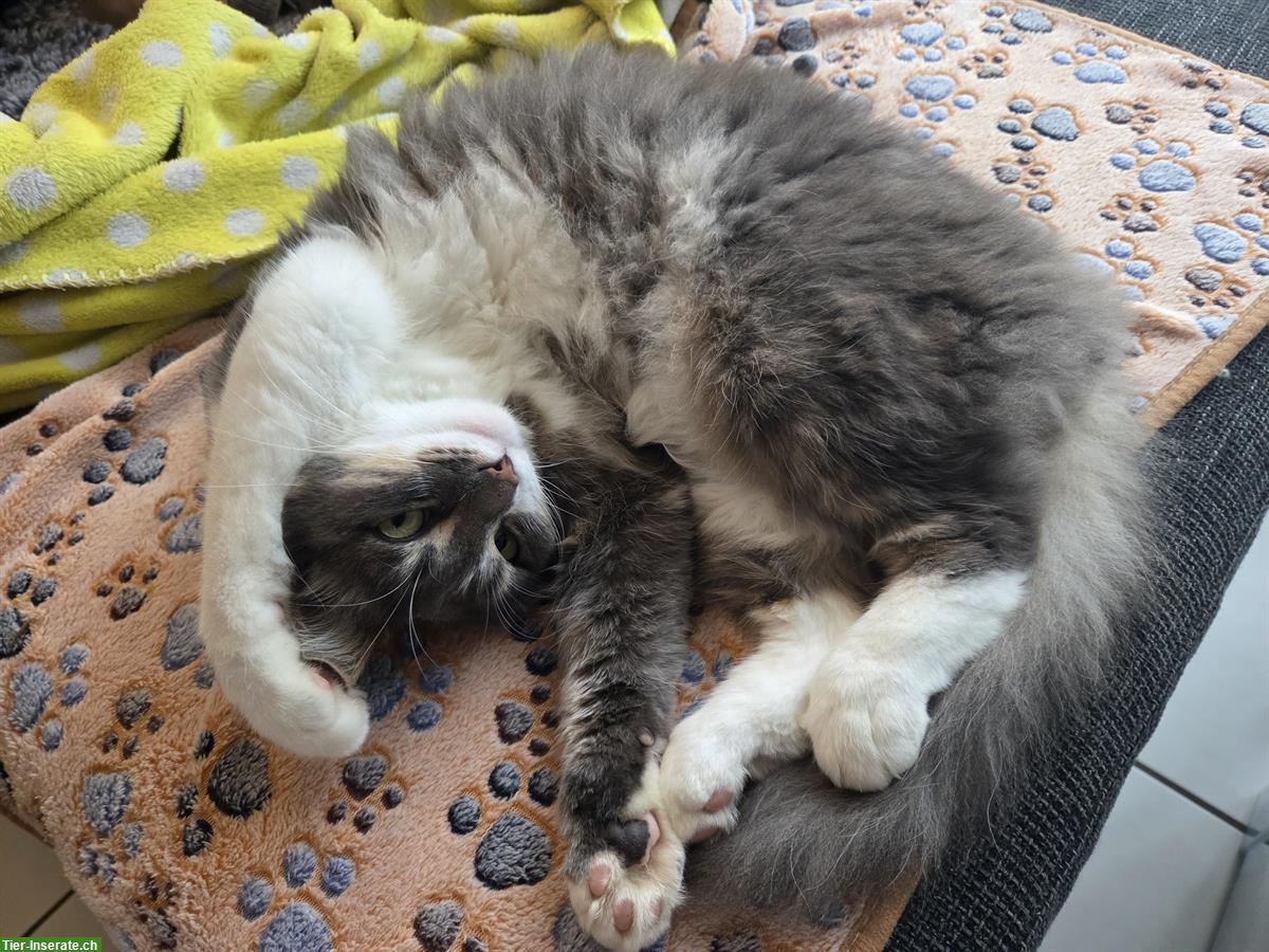 Bild 3: Kätzin Zola sucht ein Zuhause als Einzelprinzessin