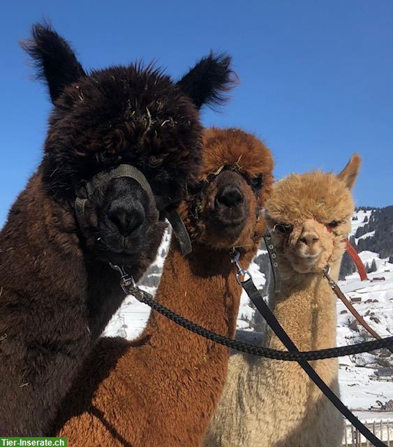 Alpakas, gesund und geprüft mit Papieren