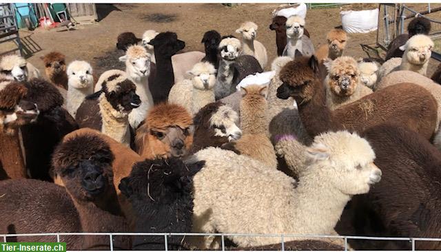 Bild 2: Alpakas, gesund und geprüft mit Papieren