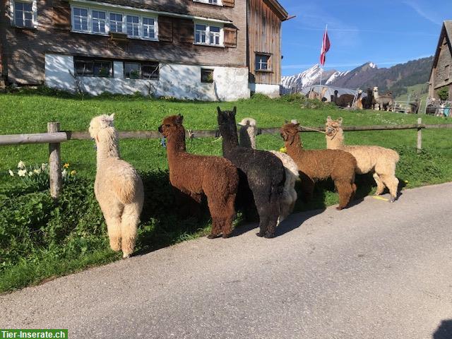 Bild 3: Alpakas, gesund und geprüft mit Papieren