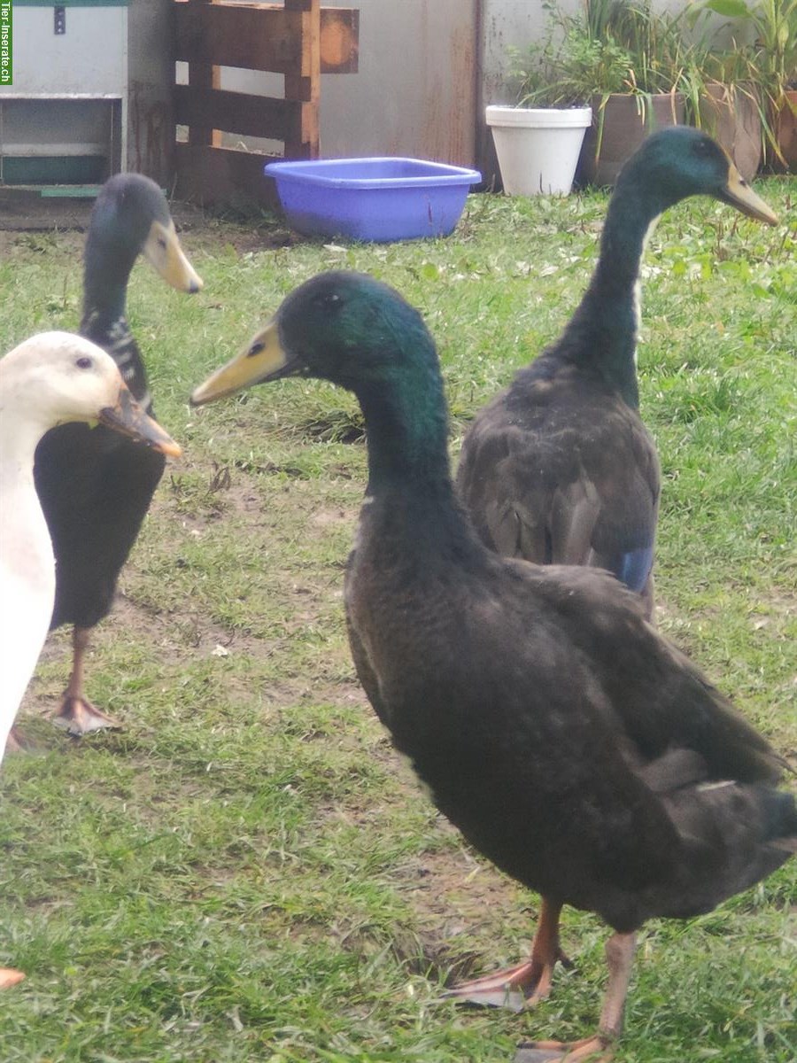 Junge Laufenten: schwarz, schwarz-weiss