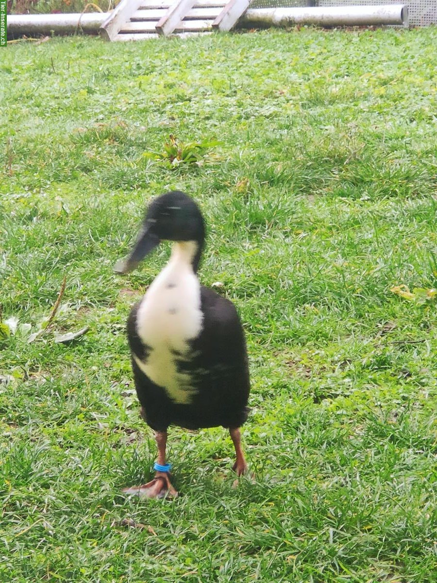 Bild 2: Junge Laufenten: schwarz, schwarz-weiss