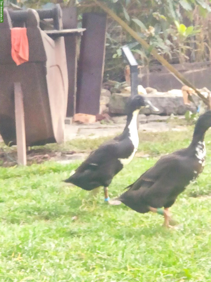 Bild 3: Junge Laufenten: schwarz, schwarz-weiss