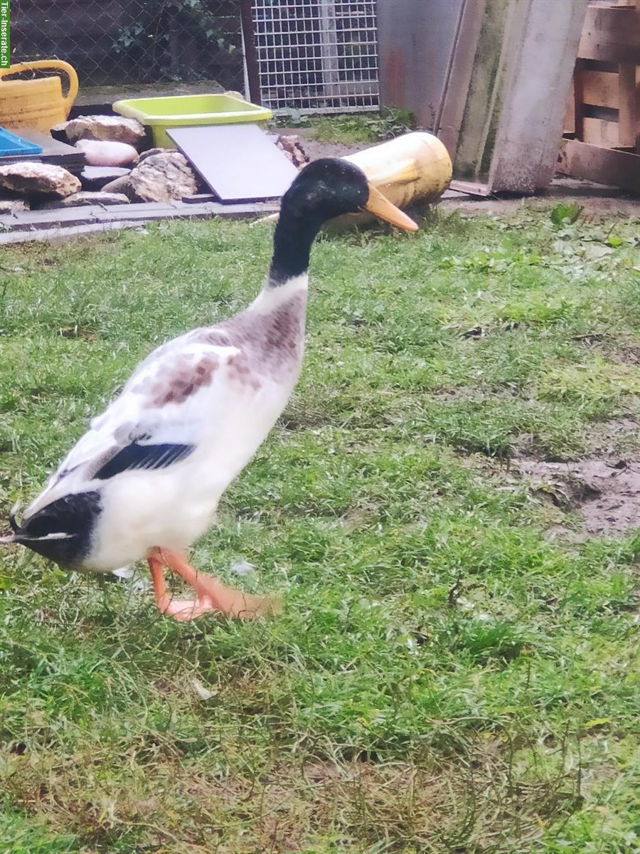 Bild 4: Junge Laufenten: schwarz, schwarz-weiss