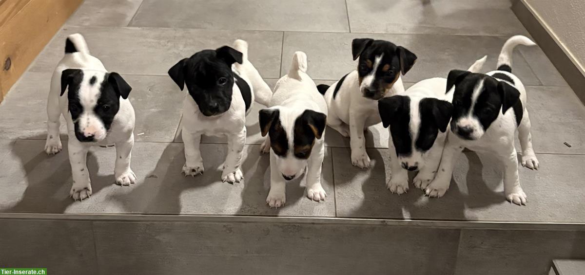 Jack Russell Welpen, reinrassig aus liebevoller Zucht