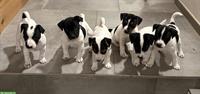 Jack Russell Welpen, reinrassig aus liebevoller Zucht