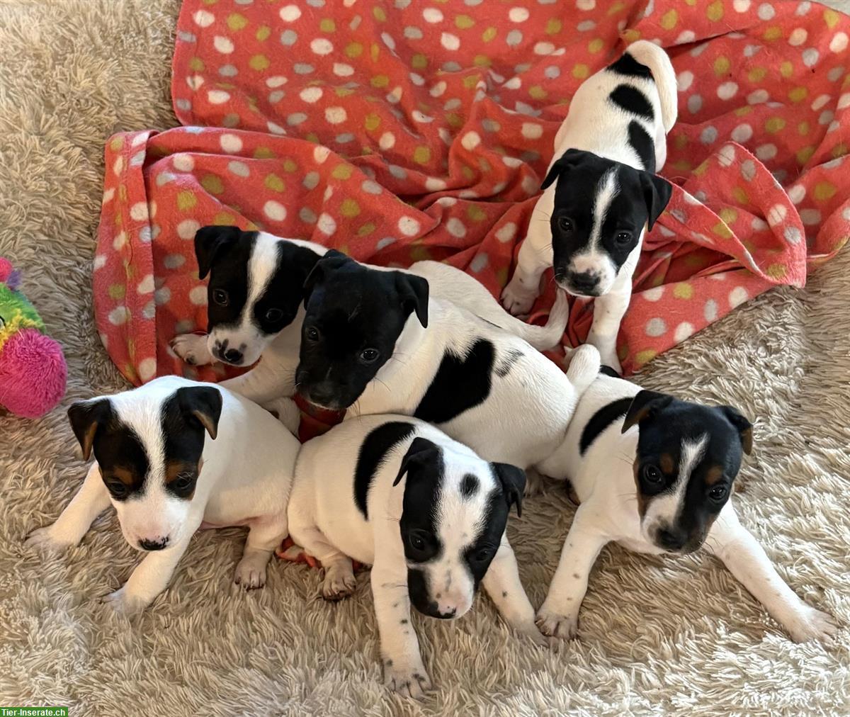 Bild 2: Jack Russell Welpen, reinrassig aus liebevoller Zucht