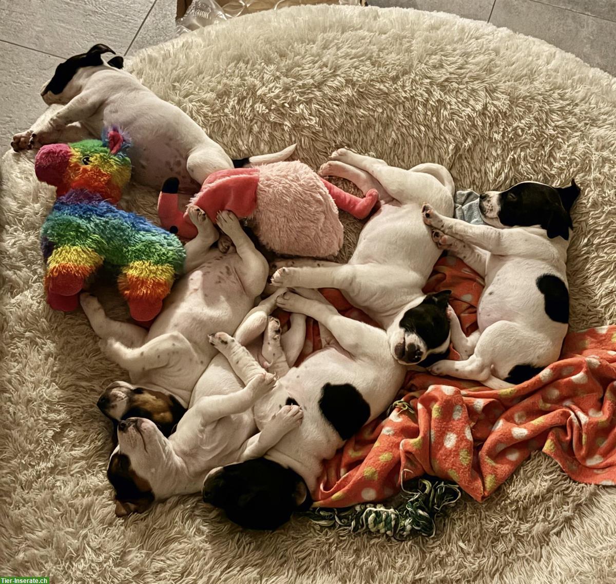 Bild 3: Jack Russell Welpen, reinrassig aus liebevoller Zucht