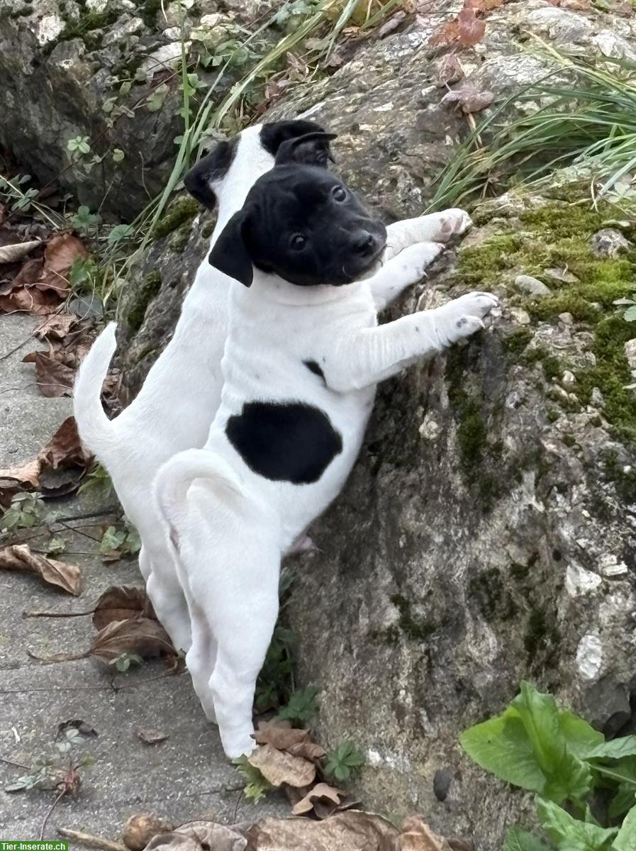 Bild 4: Jack Russell Welpen, reinrassig aus liebevoller Zucht