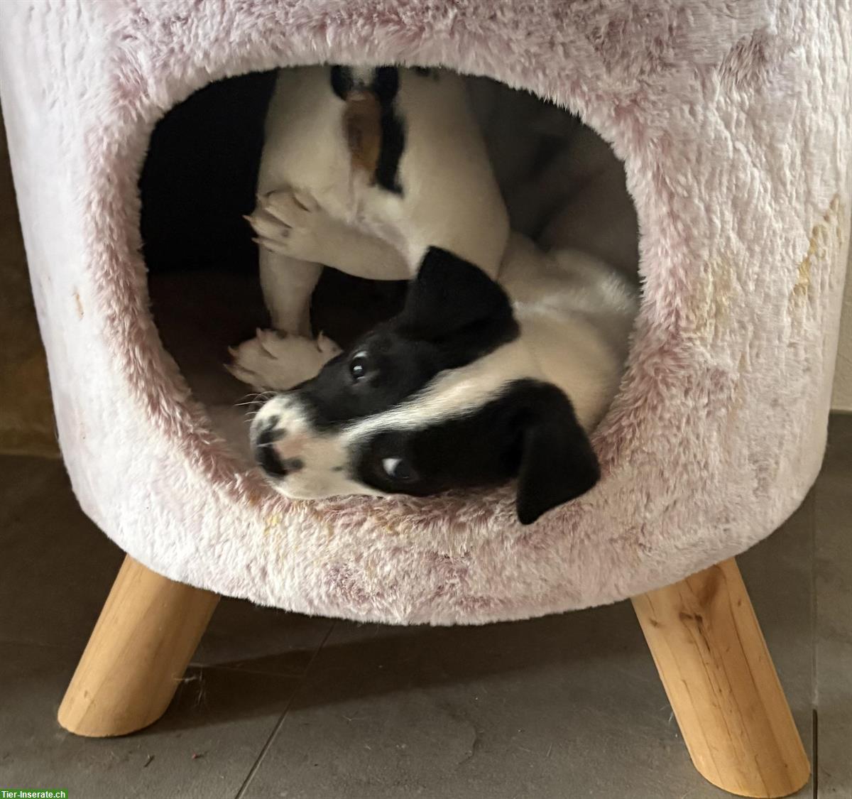 Bild 5: Jack Russell Welpen, reinrassig aus liebevoller Zucht