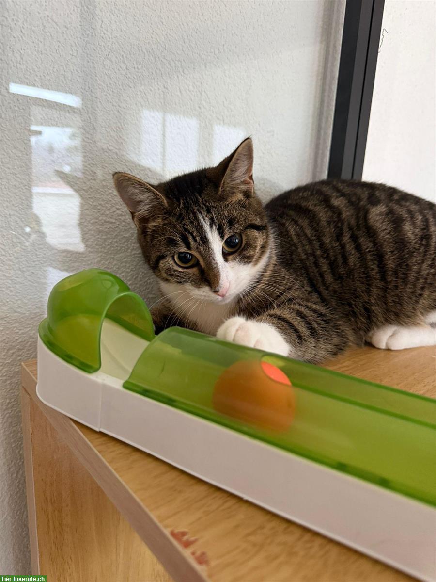 Junge Bauernhofkatzen (Geschwister), Kater und Kätzin