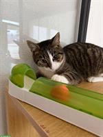 Junge Bauernhofkatzen (Geschwister), Kater und Kätzin