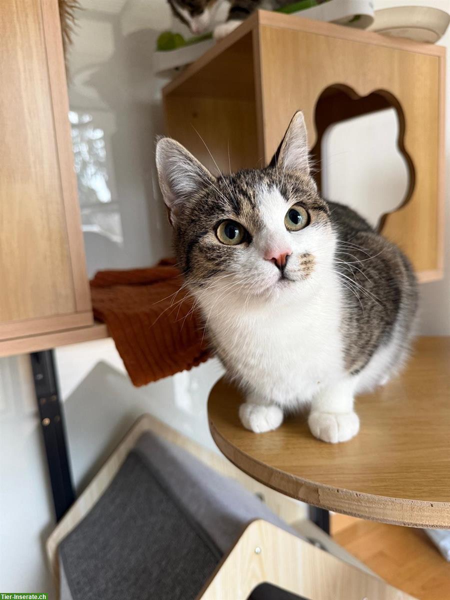 Bild 2: Junge Bauernhofkatzen (Geschwister), Kater und Kätzin