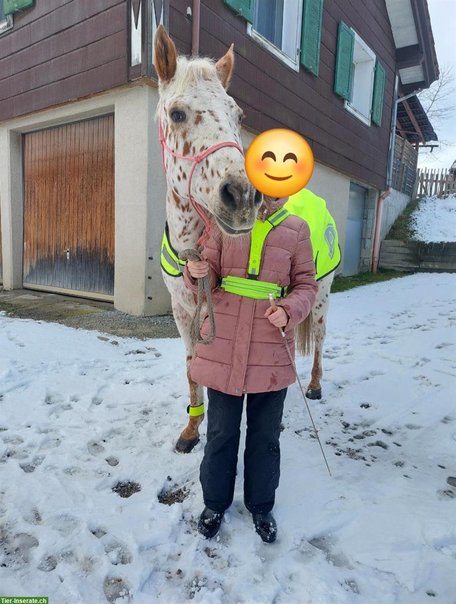 Reitbeteiligung/Pflegepferd gesucht in 6026 Rain und Umgebung