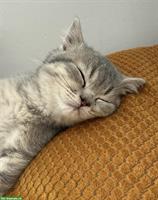 Britisch Kurzhaar Kitten (Tabby), weiblich