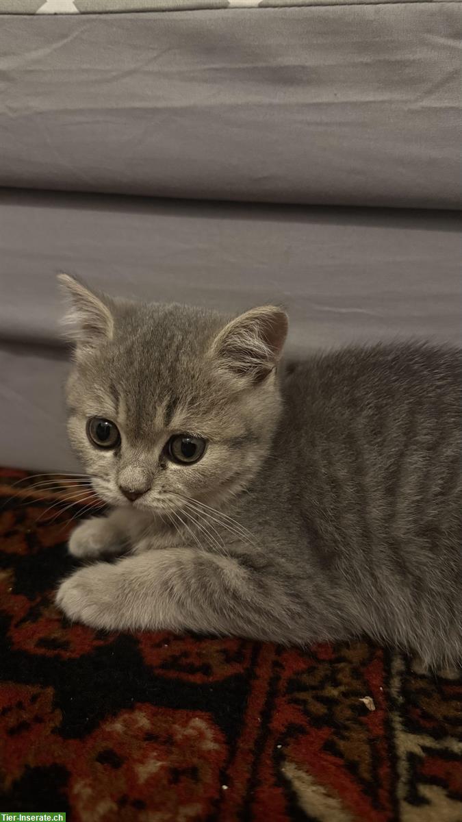 Bild 2: Britisch Kurzhaar Kitten (Tabby), weiblich