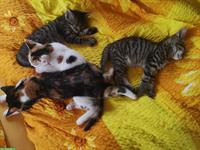 Junge Kätzchen: getigert, dreifarbig, weiss mit Punkten