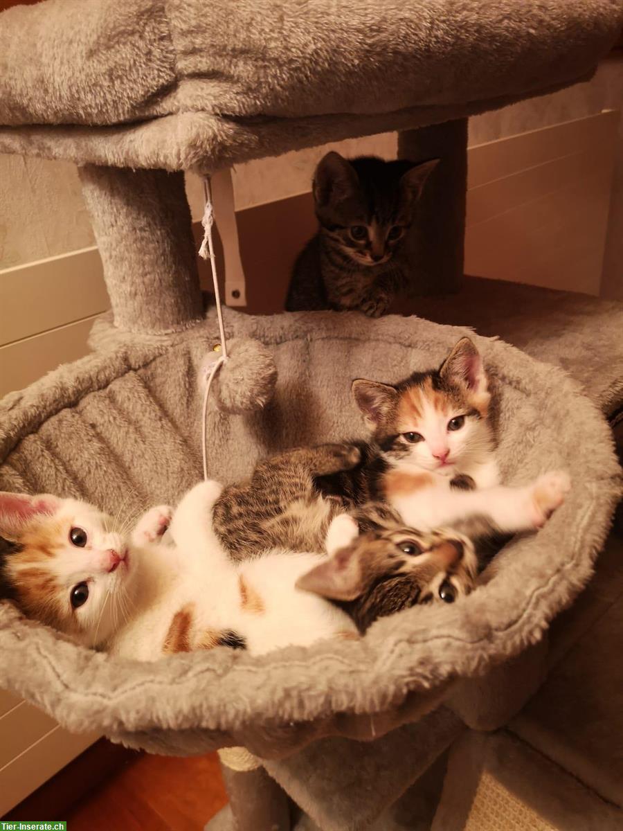 Bild 2: Junge Kätzchen suchen zu Hause mit Freigang