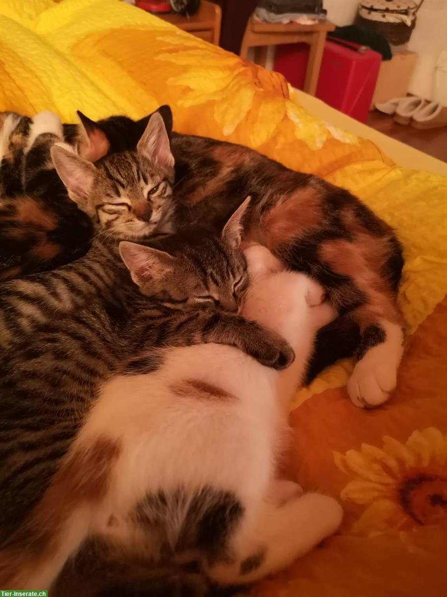 Bild 3: Junge Kätzchen suchen zu Hause mit Freigang