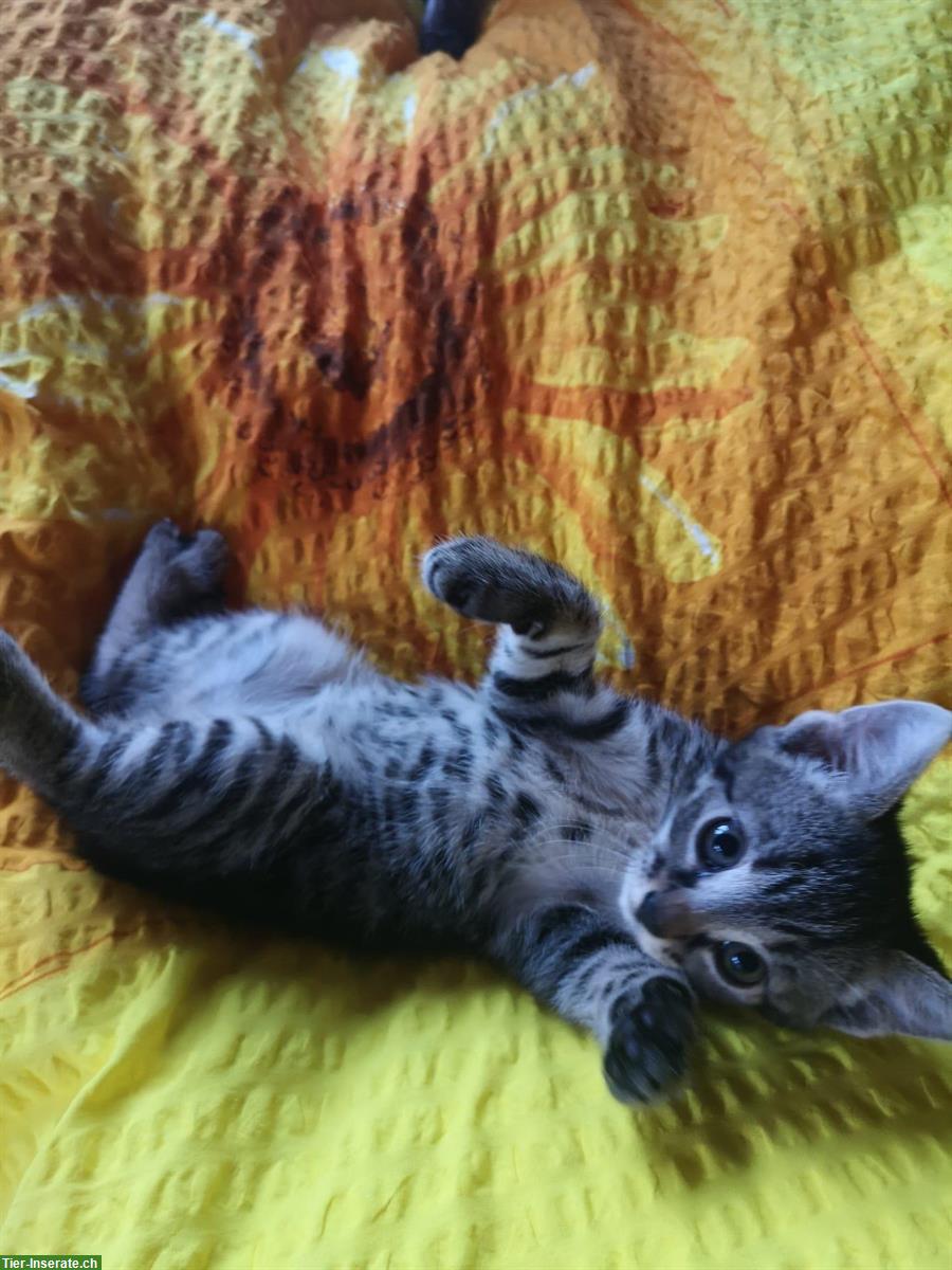 Bild 4: Junge Kätzchen suchen zu Hause mit Freigang