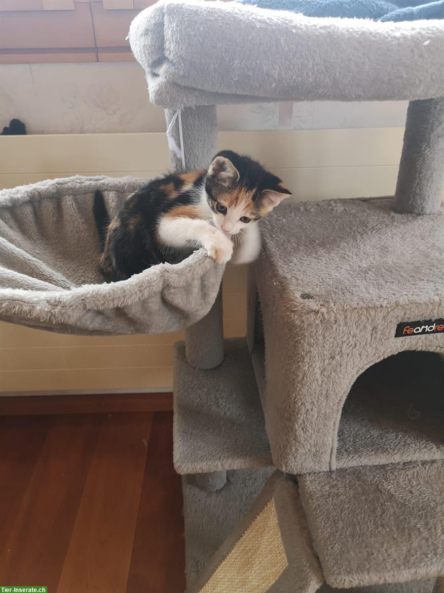 Bild 5: Junge Kätzchen suchen zu Hause mit Freigang