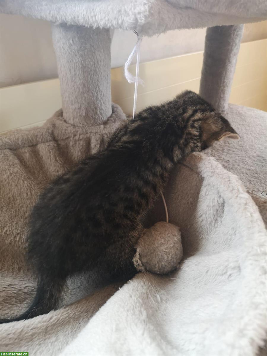 Bild 6: Junge Kätzchen suchen zu Hause mit Freigang