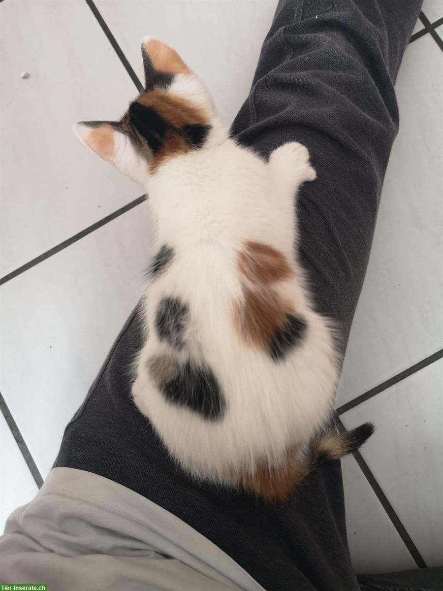 Bild 7: Junge Kätzchen suchen zu Hause mit Freigang