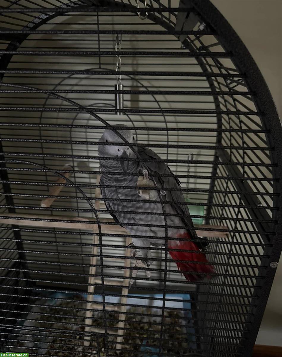 Grauer Gabunpapagei, männlich zu verkaufen