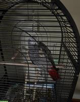 Grauer Gabunpapagei, männlich zu verkaufen