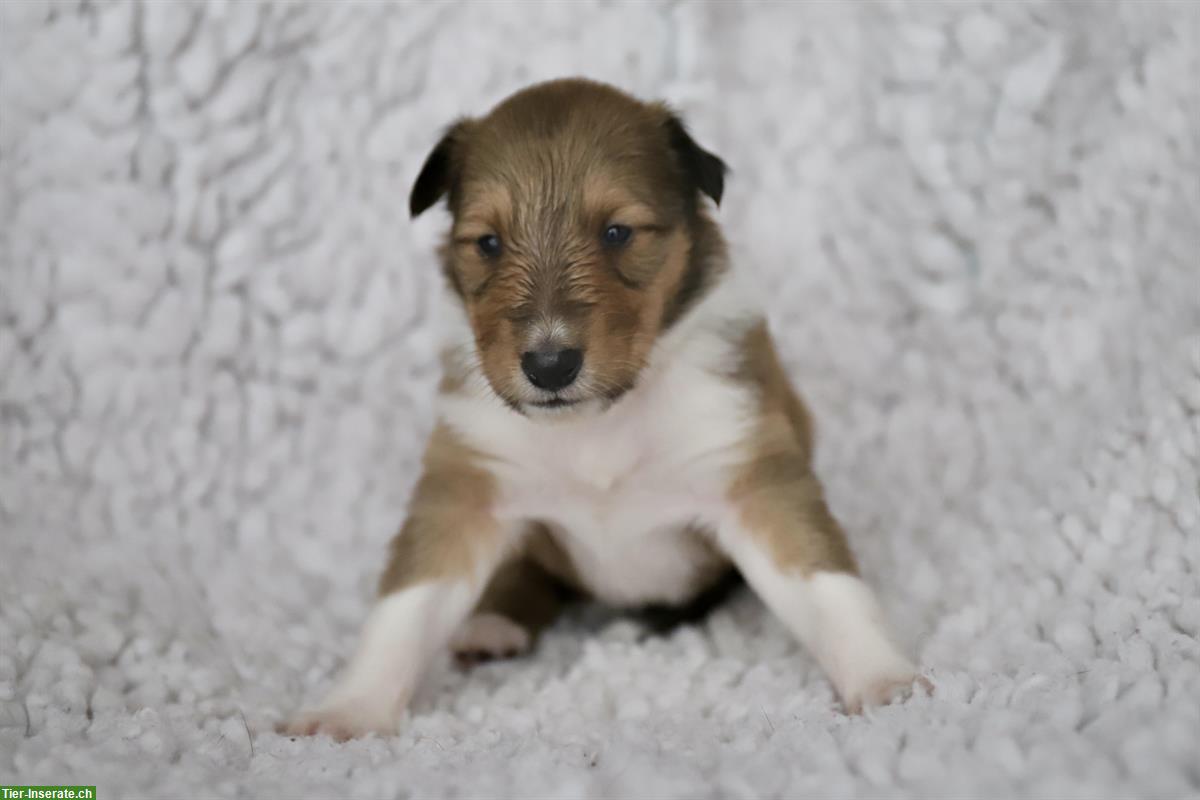 Langhaar Collie Welpen, tricolor und darksable