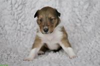 Langhaarcollie Welpen, tricolor und darksable