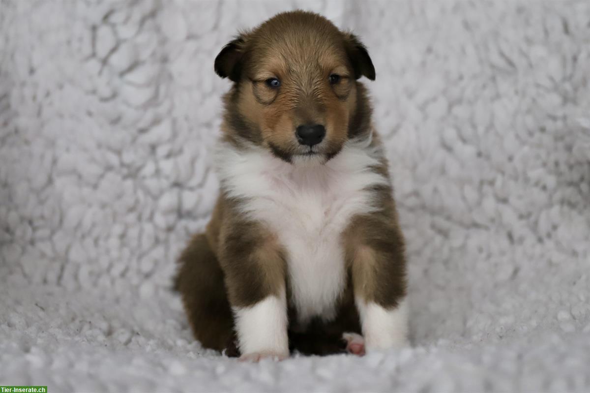 Bild 2: Langhaar Collie Welpen, tricolor und darksable