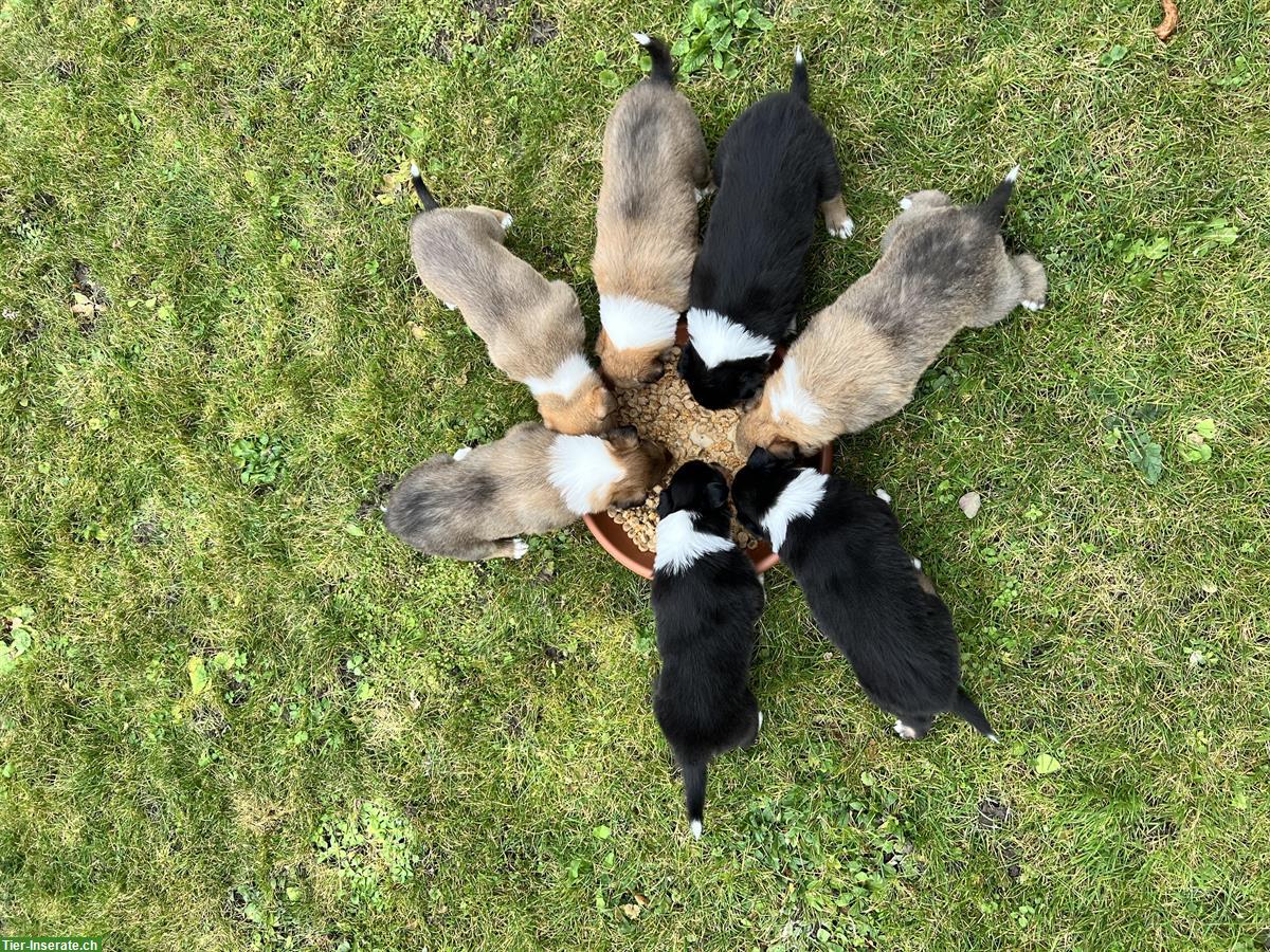 Bild 5: Langhaar Collie Welpen, tricolor und darksable