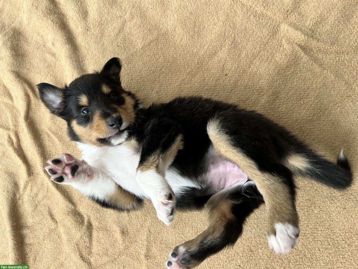 Bild 6: Langhaar Collie Welpen, tricolor und darksable