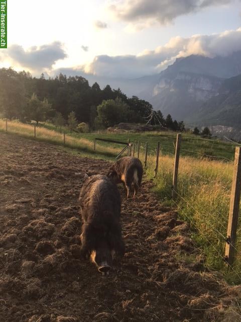 Bild 4: Wollschweine-Paar sucht artgerechten Lebensplatz