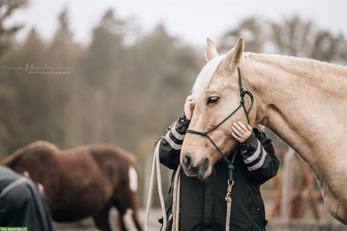 Bild 2: Osteopathische Behandlungen für Pferde